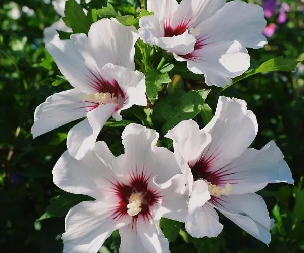 Marina Tynec N. L. - Týnec nad Labem